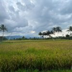rumah makan pemandangan sawah